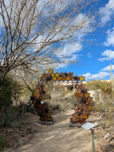 SonoranDesertMuseumJan2025-143 image from Arizona Sonoran Desert Museum in Tucson AZ