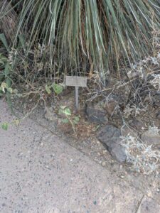 SonoranDesertMuseumJan2025-144 image from Arizona Sonoran Desert Museum in Tucson AZ