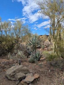 SonoranDesertMuseumJan2025-145 image from Arizona Sonoran Desert Museum in Tucson AZ