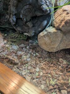 SonoranDesertMuseumJan2025-15 image from Arizona Sonoran Desert Museum in Tucson AZ