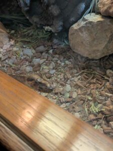 SonoranDesertMuseumJan2025-16 image from Arizona Sonoran Desert Museum in Tucson AZ