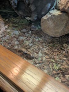 SonoranDesertMuseumJan2025-17 image from Arizona Sonoran Desert Museum in Tucson AZ