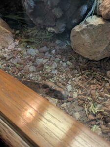 SonoranDesertMuseumJan2025-18 image from Arizona Sonoran Desert Museum in Tucson AZ