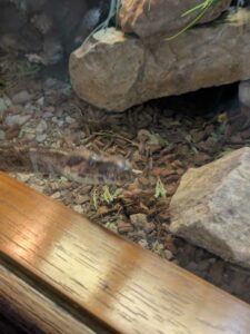 SonoranDesertMuseumJan2025-19 image from Arizona Sonoran Desert Museum in Tucson AZ