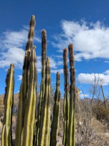 SonoranDesertMuseumJan2025-2 image from Arizona Sonoran Desert Museum in Tucson AZ