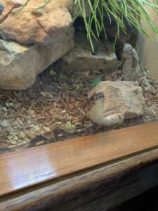 SonoranDesertMuseumJan2025-20 image from Arizona Sonoran Desert Museum in Tucson AZ