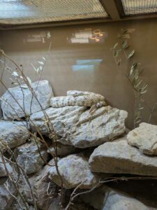 SonoranDesertMuseumJan2025-21 image from Arizona Sonoran Desert Museum in Tucson AZ