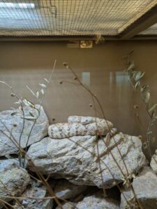 SonoranDesertMuseumJan2025-22 image from Arizona Sonoran Desert Museum in Tucson AZ