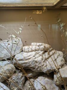 SonoranDesertMuseumJan2025-23 image from Arizona Sonoran Desert Museum in Tucson AZ