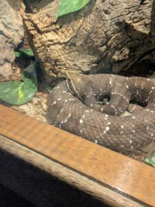 SonoranDesertMuseumJan2025-24 image from Arizona Sonoran Desert Museum in Tucson AZ