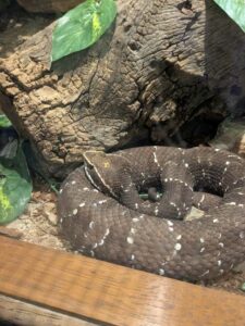 SonoranDesertMuseumJan2025-25 image from Arizona Sonoran Desert Museum in Tucson AZ