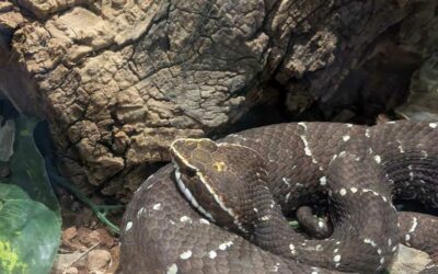 Arizona-Sonoran Desert Museum – Tucson AZ