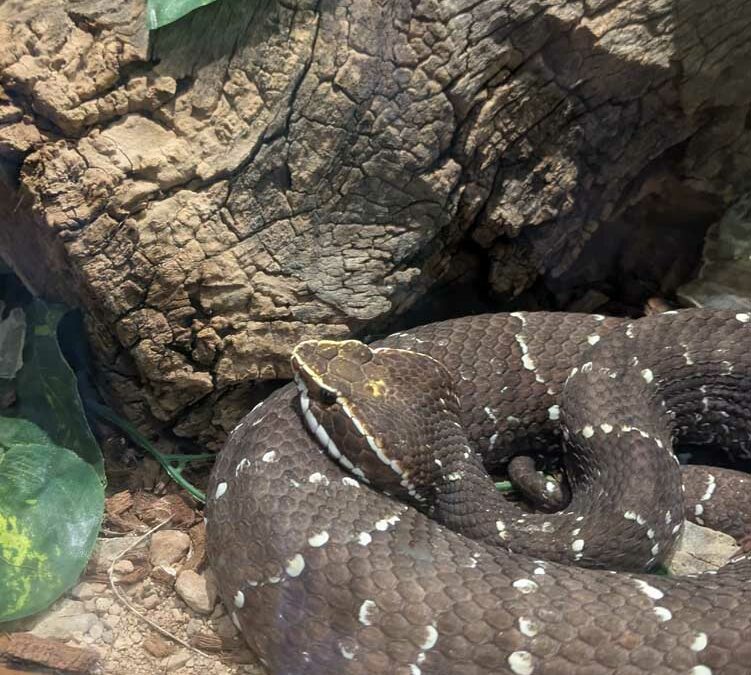 Arizona-Sonoran Desert Museum – Tucson AZ