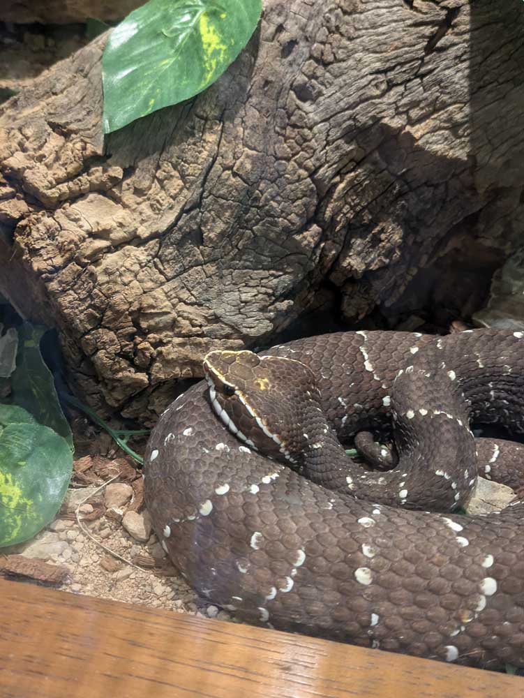 image from Arizona Sonoran Desert Museum in Tucson AZ