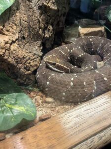 SonoranDesertMuseumJan2025-27 image from Arizona Sonoran Desert Museum in Tucson AZ