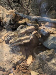 SonoranDesertMuseumJan2025-28 image from Arizona Sonoran Desert Museum in Tucson AZ