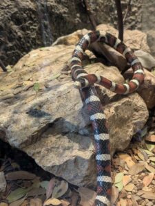 SonoranDesertMuseumJan2025-29 image from Arizona Sonoran Desert Museum in Tucson AZ