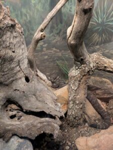 SonoranDesertMuseumJan2025-3 image from Arizona Sonoran Desert Museum in Tucson AZ