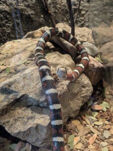 SonoranDesertMuseumJan2025-30 image from Arizona Sonoran Desert Museum in Tucson AZ