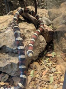 SonoranDesertMuseumJan2025-31 image from Arizona Sonoran Desert Museum in Tucson AZ