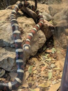 SonoranDesertMuseumJan2025-32 image from Arizona Sonoran Desert Museum in Tucson AZ