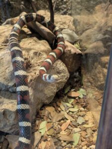 SonoranDesertMuseumJan2025-33 image from Arizona Sonoran Desert Museum in Tucson AZ