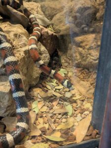 SonoranDesertMuseumJan2025-34 image from Arizona Sonoran Desert Museum in Tucson AZ