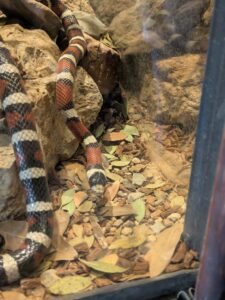 SonoranDesertMuseumJan2025-35 image from Arizona Sonoran Desert Museum in Tucson AZ