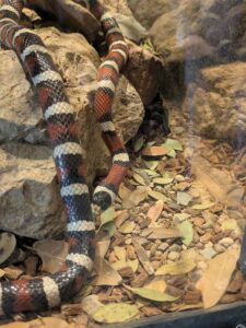 SonoranDesertMuseumJan2025-36 image from Arizona Sonoran Desert Museum in Tucson AZ