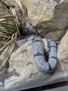 SonoranDesertMuseumJan2025-37 image from Arizona Sonoran Desert Museum in Tucson AZ