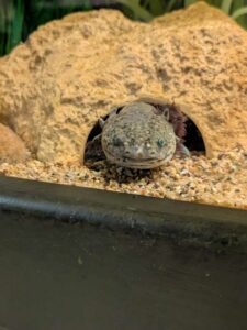 SonoranDesertMuseumJan2025-38 image from Arizona Sonoran Desert Museum in Tucson AZ