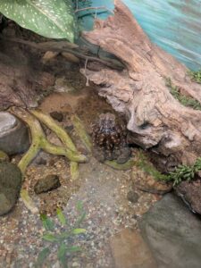 SonoranDesertMuseumJan2025-39 image from Arizona Sonoran Desert Museum in Tucson AZ