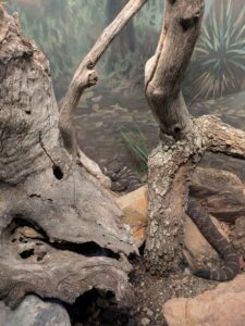 SonoranDesertMuseumJan2025-4 image from Arizona Sonoran Desert Museum in Tucson AZ