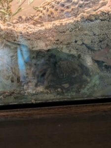 SonoranDesertMuseumJan2025-40 image from Arizona Sonoran Desert Museum in Tucson AZ