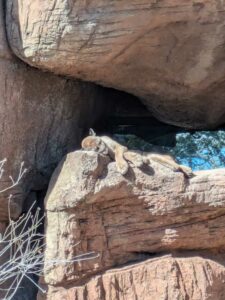 SonoranDesertMuseumJan2025-43 image from Arizona Sonoran Desert Museum in Tucson AZ