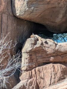 SonoranDesertMuseumJan2025-44 image from Arizona Sonoran Desert Museum in Tucson AZ