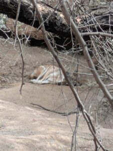 SonoranDesertMuseumJan2025-45 image from Arizona Sonoran Desert Museum in Tucson AZ