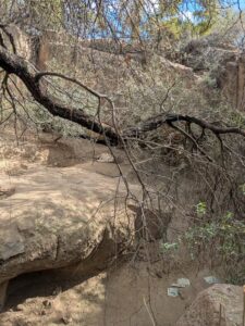 SonoranDesertMuseumJan2025-46 image from Arizona Sonoran Desert Museum in Tucson AZ