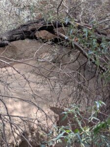 SonoranDesertMuseumJan2025-47 image from Arizona Sonoran Desert Museum in Tucson AZ