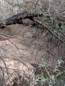 SonoranDesertMuseumJan2025-48 image from Arizona Sonoran Desert Museum in Tucson AZ