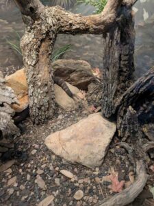 SonoranDesertMuseumJan2025-5 image from Arizona Sonoran Desert Museum in Tucson AZ