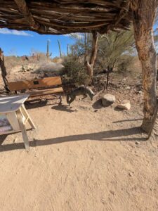 SonoranDesertMuseumJan2025-56 image from Arizona Sonoran Desert Museum in Tucson AZ