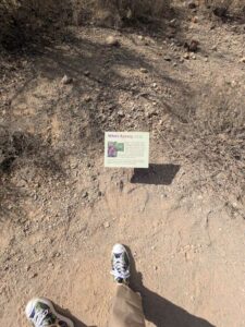 SonoranDesertMuseumJan2025-57 image from Arizona Sonoran Desert Museum in Tucson AZ