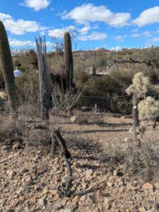 SonoranDesertMuseumJan2025-58 image from Arizona Sonoran Desert Museum in Tucson AZ