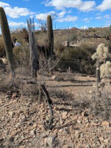 SonoranDesertMuseumJan2025-59 image from Arizona Sonoran Desert Museum in Tucson AZ