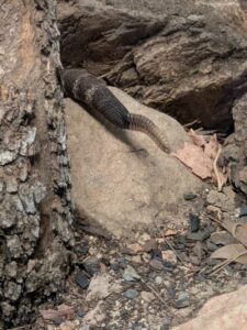 SonoranDesertMuseumJan2025-6 image from Arizona Sonoran Desert Museum in Tucson AZ