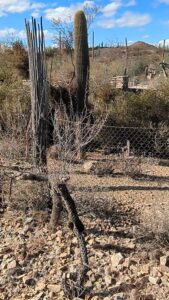 SonoranDesertMuseumJan2025-60.TS image from Arizona Sonoran Desert Museum in Tucson AZ