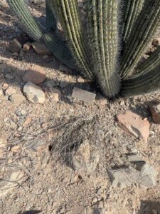 SonoranDesertMuseumJan2025-61 image from Arizona Sonoran Desert Museum in Tucson AZ