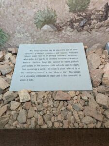 SonoranDesertMuseumJan2025-62 image from Arizona Sonoran Desert Museum in Tucson AZ