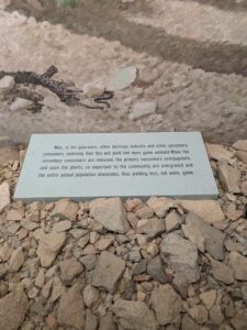 SonoranDesertMuseumJan2025-63 image from Arizona Sonoran Desert Museum in Tucson AZ